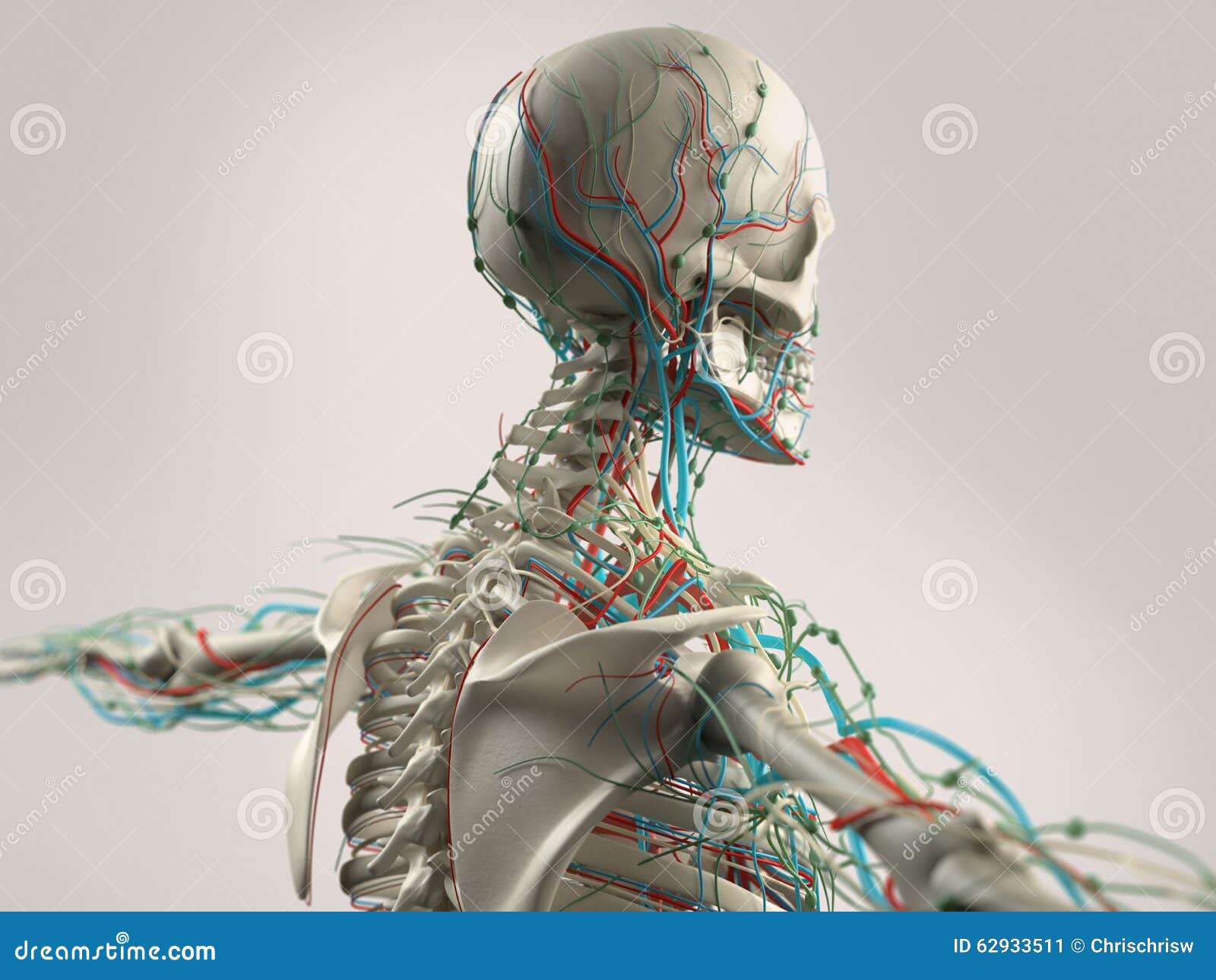 Scheletro Umano Anatomico Che Mostra I Muscoli Della Testa E Del