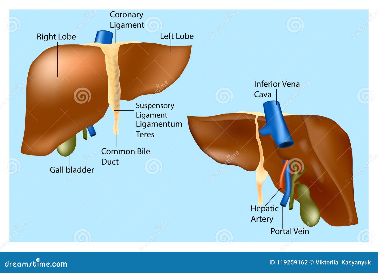 Anatomia umana del fegato illustrazione vettoriale. Illustrazione di