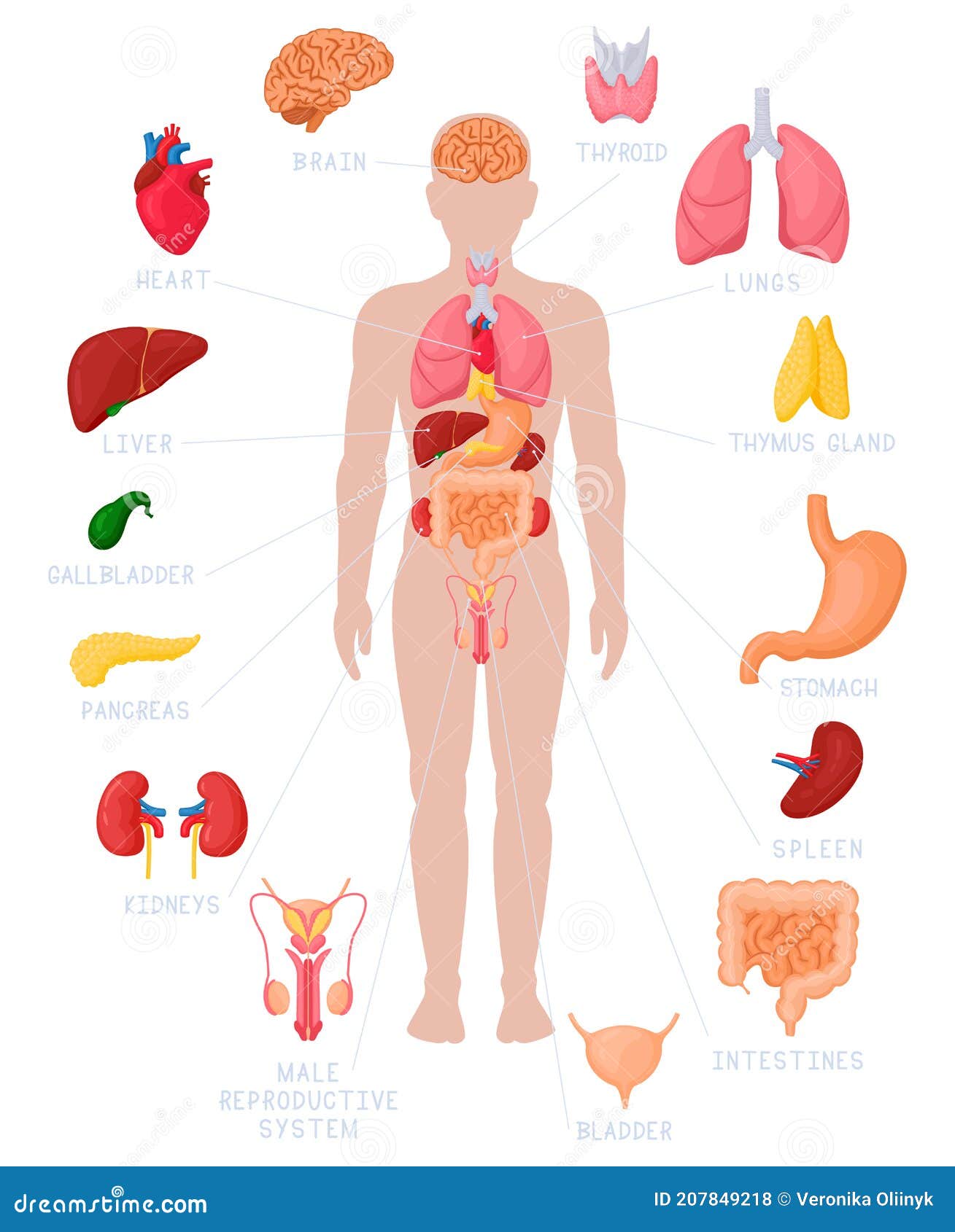 Anatomia Umana Infografica. Anatomia Nomi Di Organi Interni E