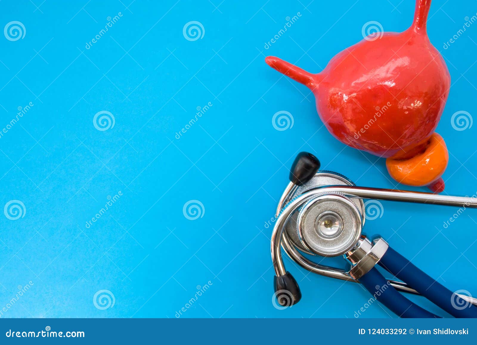 anatomic study model of bladder with prostate and stethoscope on blue background occupy half of photo, in second half - empty spac