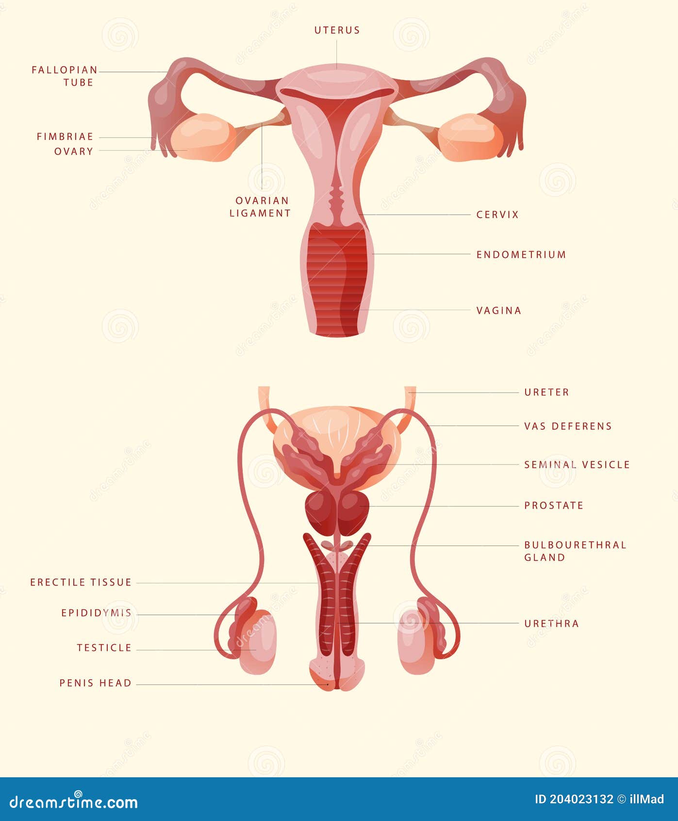 Male And Female Sexual Organs Stock Illustration Illustration Of