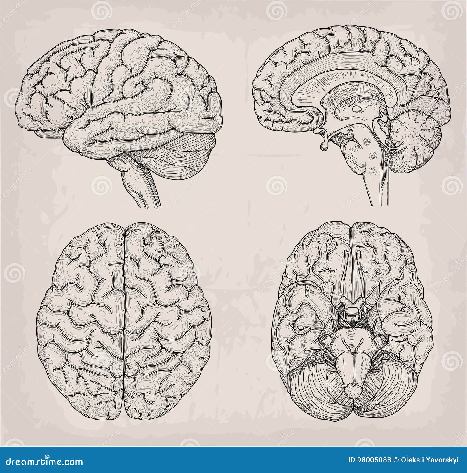 anatomical brain human . medicine,   poster. anatomical high detailed. medical study front back top
