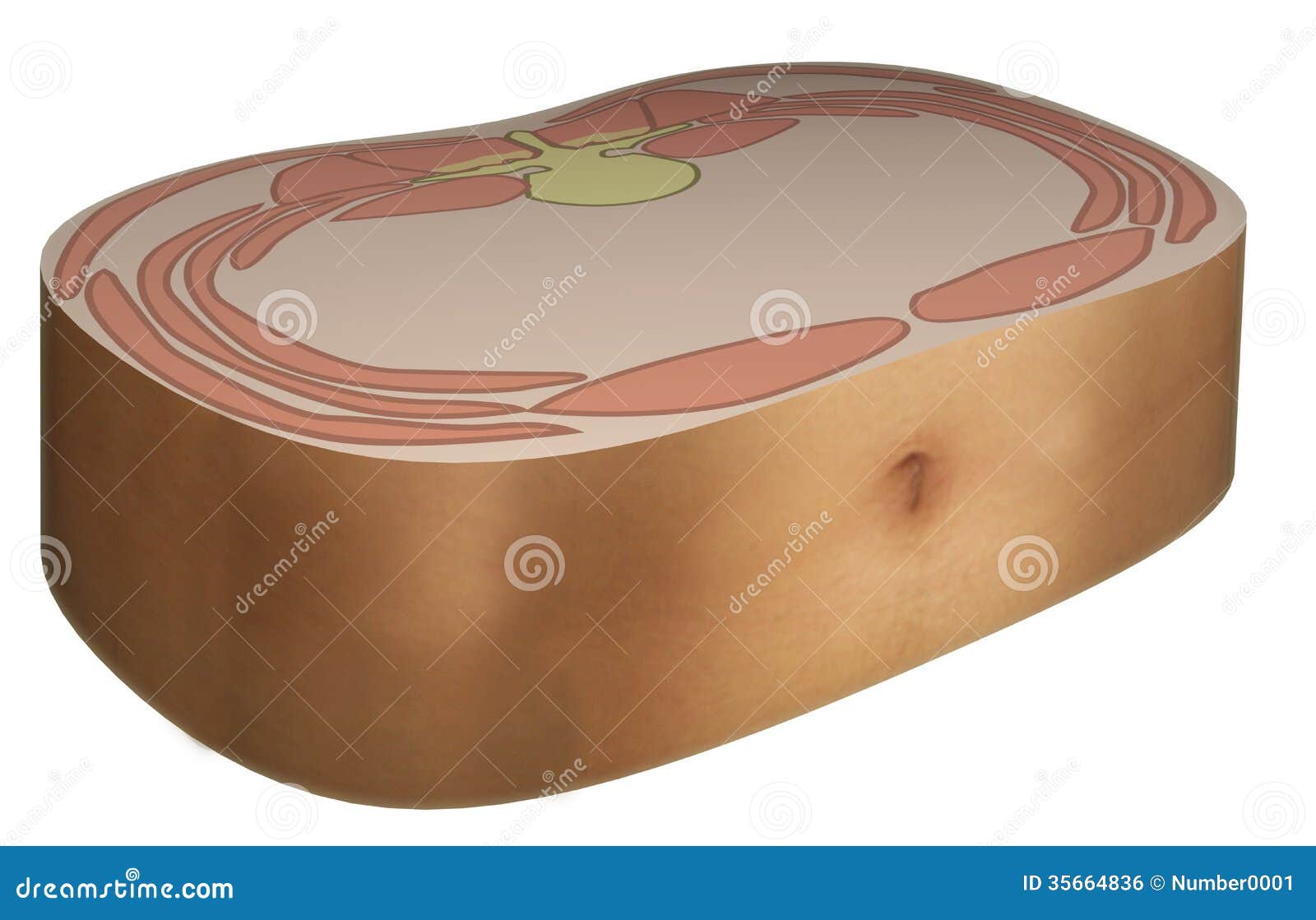 Anatomical chart stock illustration. Illustration of view Biology Diagrams