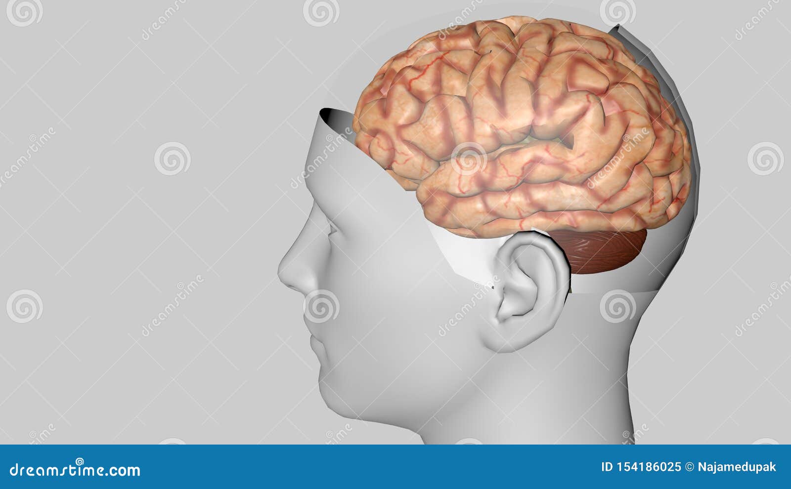 Anatomical 3D Model of Human Brain for Medical Students Stock Illustration  - Illustration of concept, isolated: 154186025