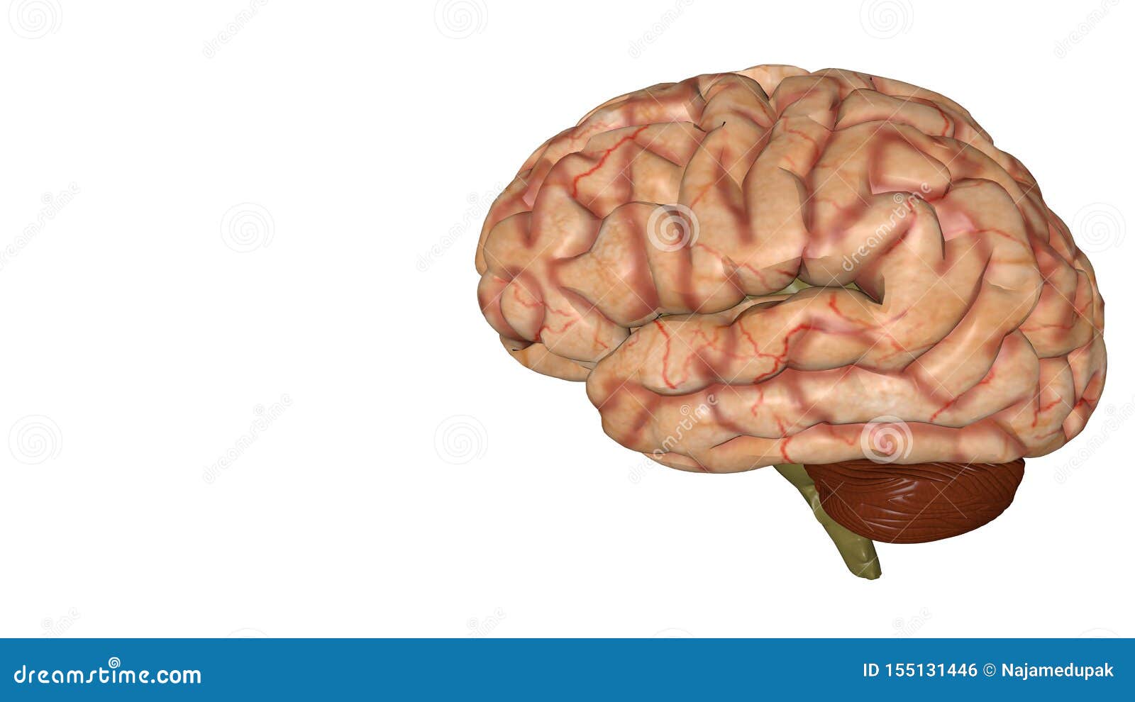 Anatomical 3D Model of Human Brain for Medical Students Stock Illustration  - Illustration of business, intellect: 155131446