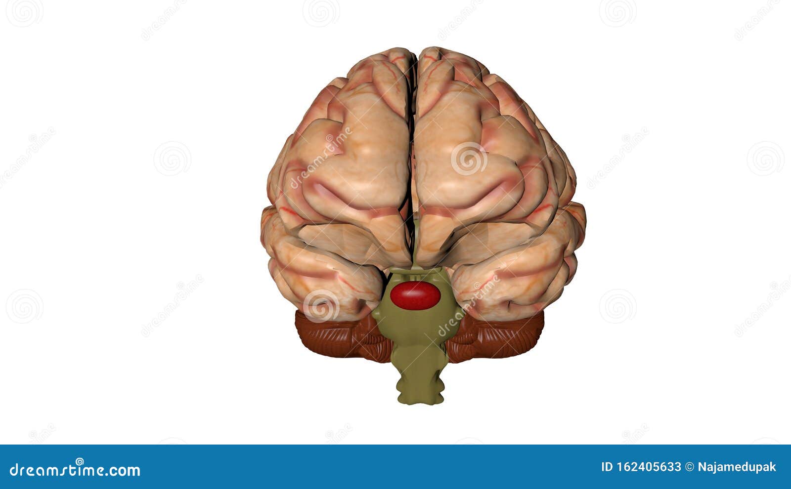 Anatomical 3D Model of Human Brain for Medical Students Stock Illustration  - Illustration of inspiration, think: 162405633