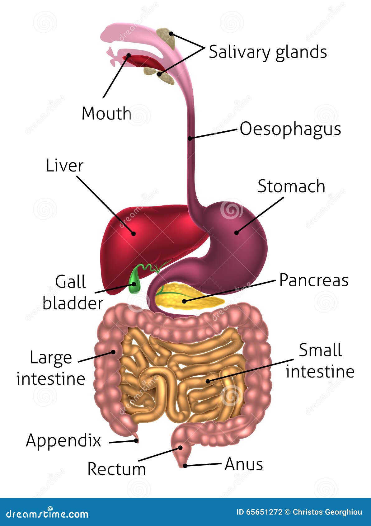 Anatomical Diagram Digestive Tract Stock Vector - Image: 65651272