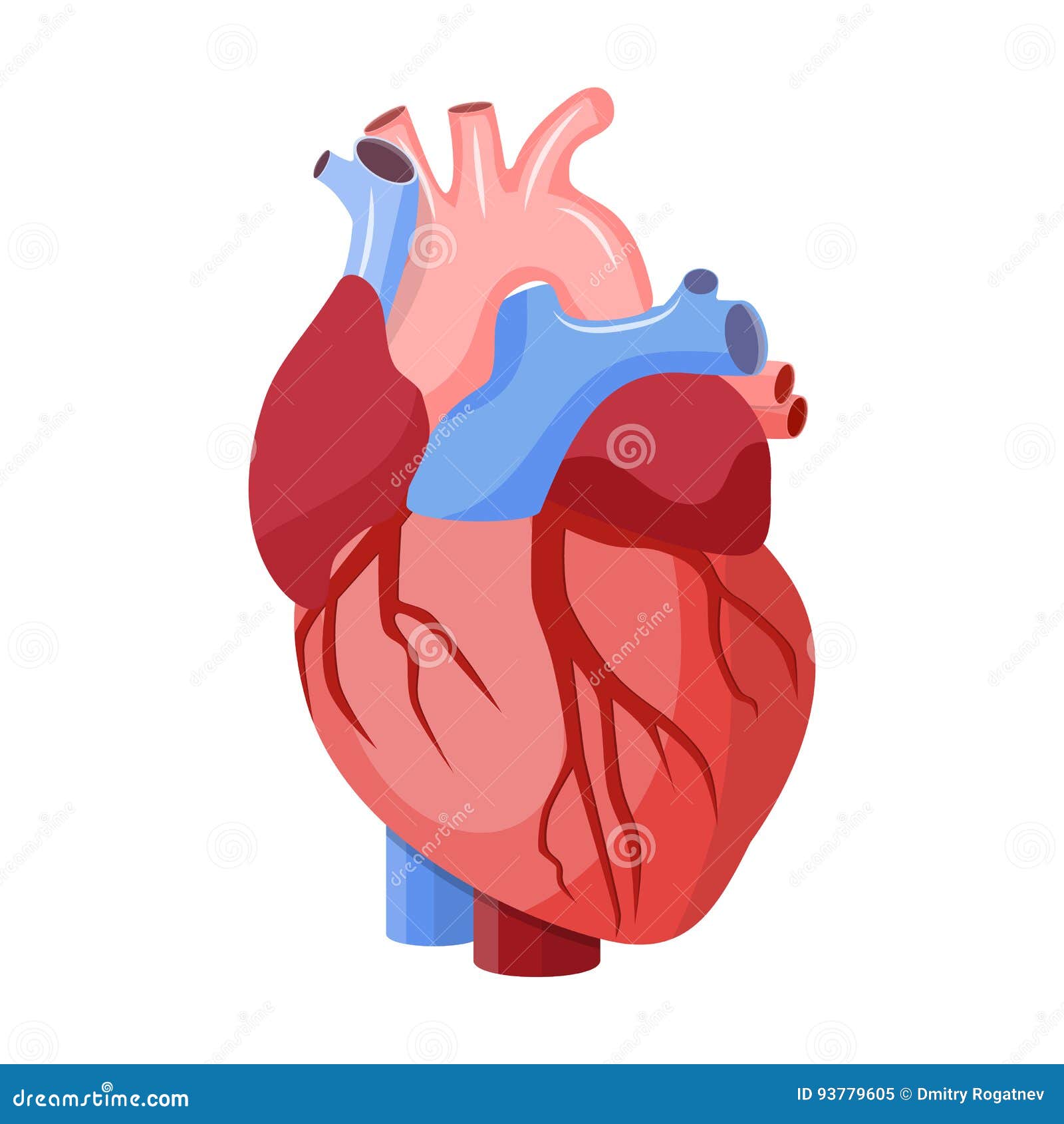 anatomical heart .