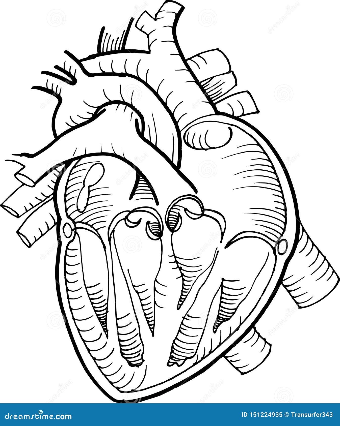 Anatomical Human Heart Drawing With Black Pencil Line Stock Vector Anatomical Human Heart Drawing With Black Pencil Line Stock Vector