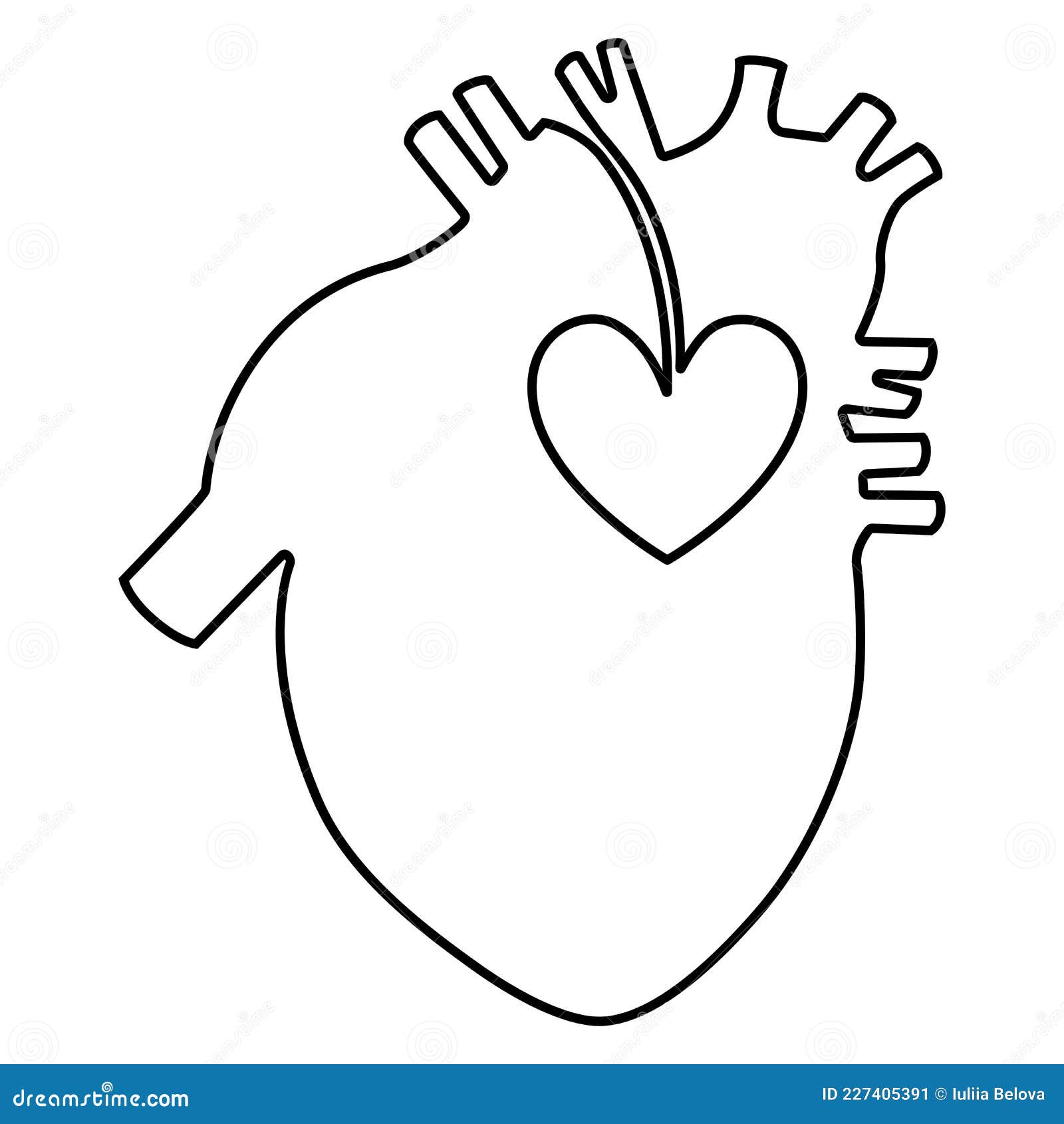 Anatomical Lineart Image of a Human`s Heart. Vector, Continuous Line ...