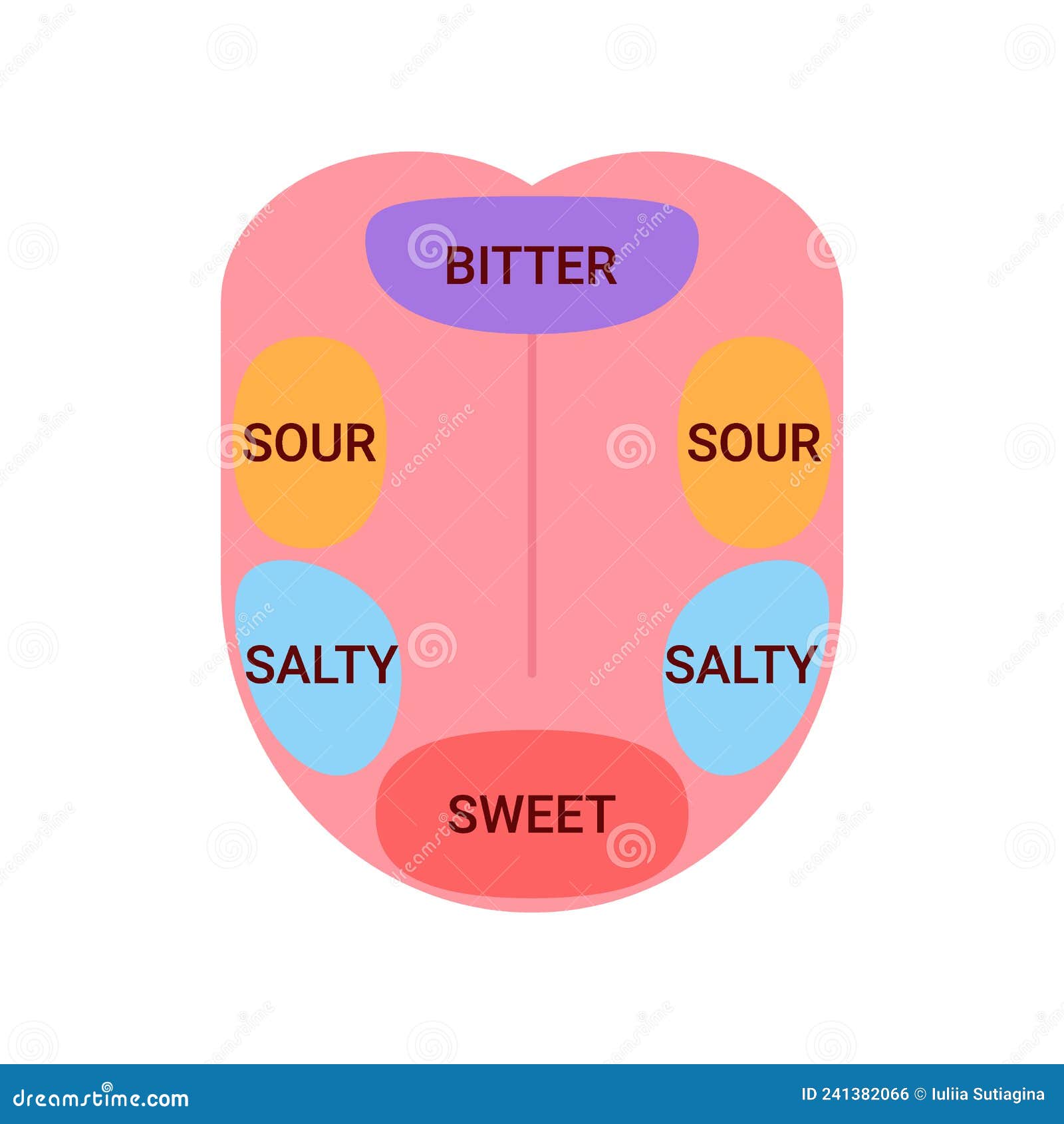 Anatomical Map Of Tongue With Parts Sense Taste Taste Buds Structure