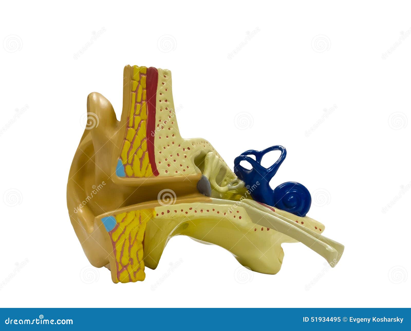 Anatomical model ear stock illustration. Illustration of anatomy 51934495