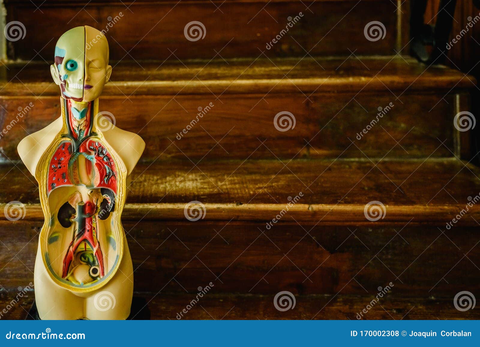 Anatomical Model of the Human Body in Plastic To Study in the Classroom