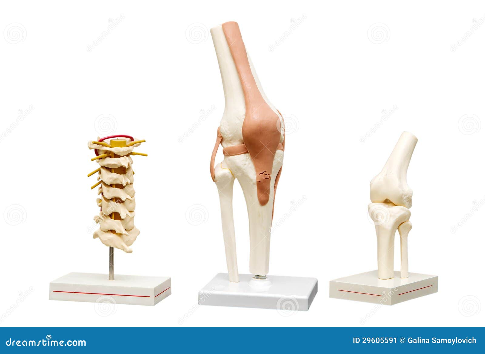 Anatomical Models of the Joints. Stock Image Image of sacrum