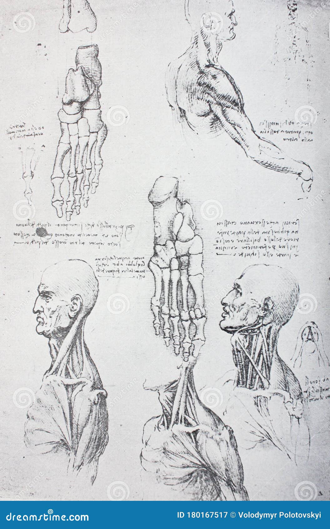 anatomical notes. profile, face, foot. manuscripts of leonardo da vinci in the vintage book leonardo da vinci by a.l. volynskiy,