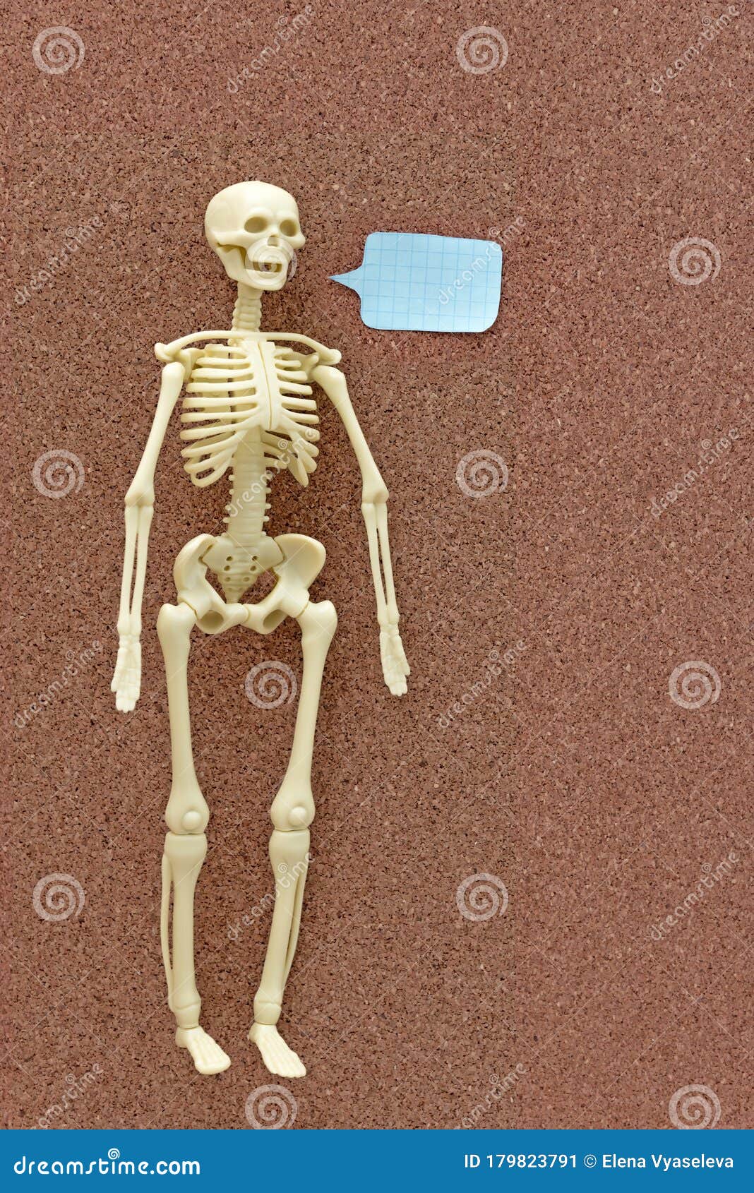 Anatomical Plastic Model Human Skeleton on Corkboard and Place for Text