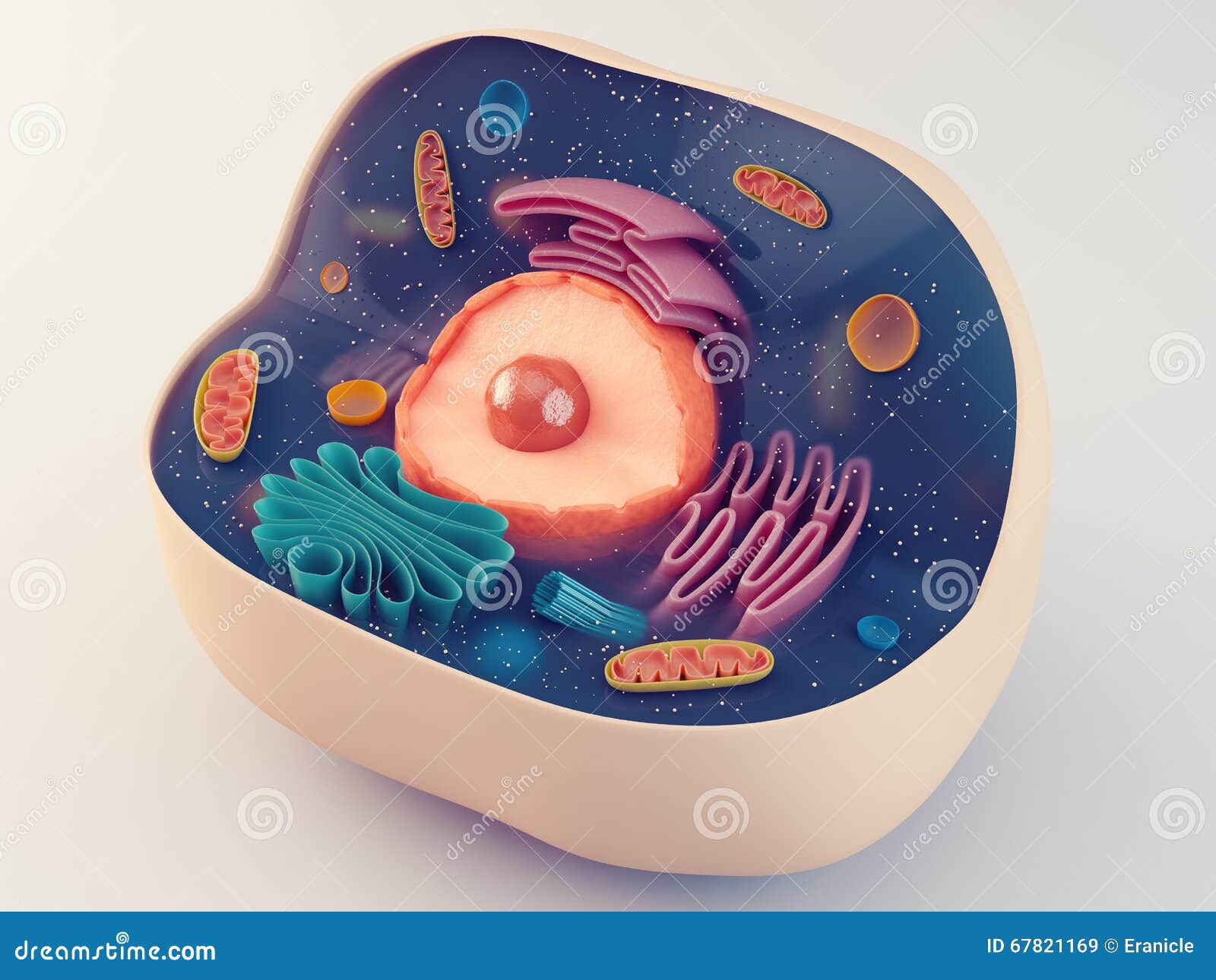 anatomical structure of animal cell