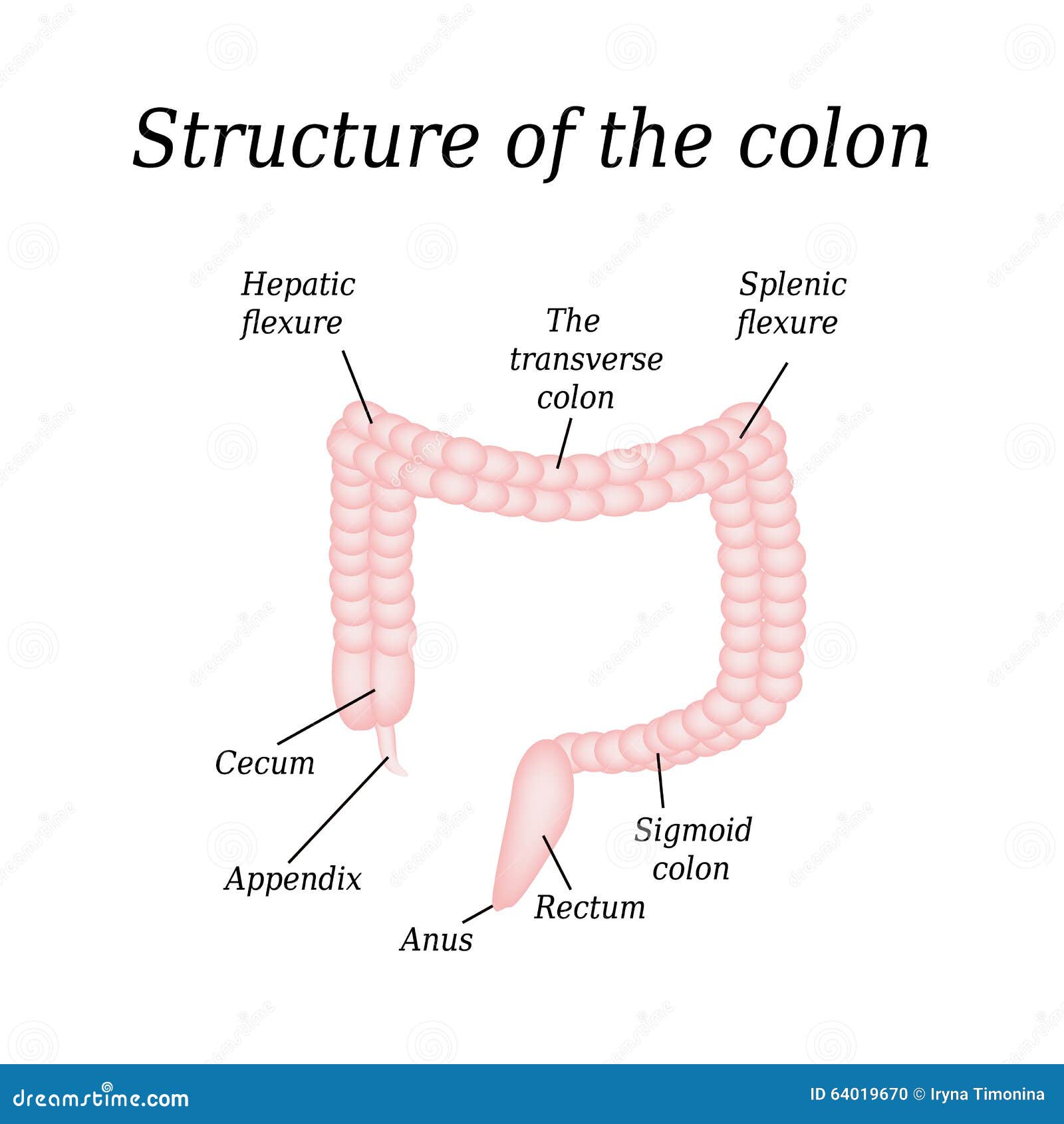 The Anatomical Structure Of The Colon. Vector Illustration On