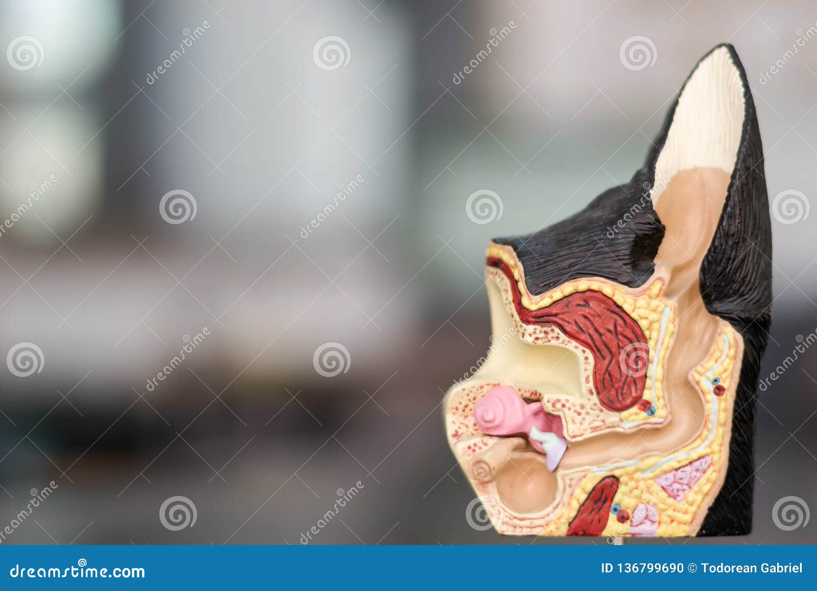 The Anatomical Structure of the Ear in the Dog Stock Photo Image of