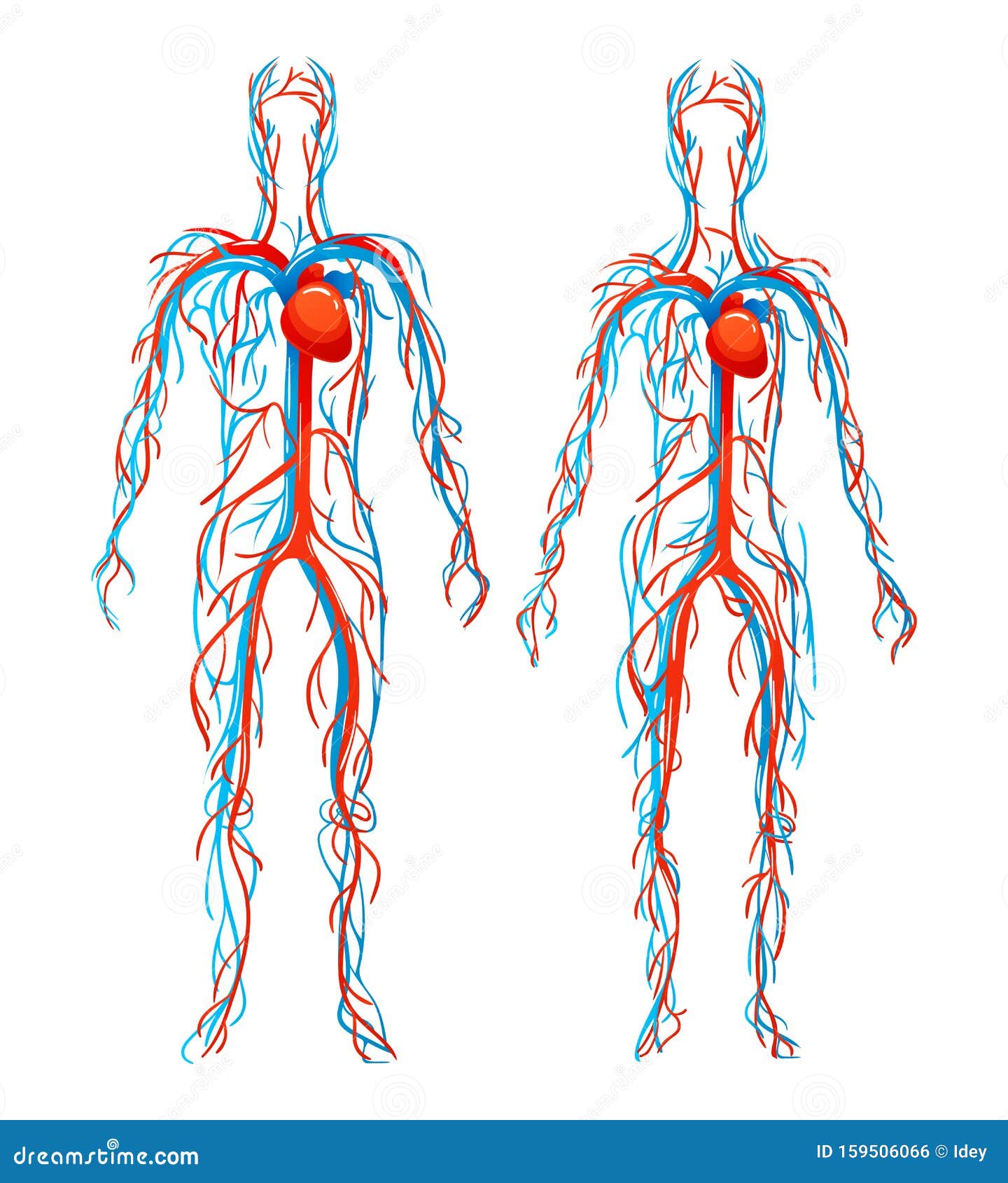 anatomical structure human bodies. blood vessels with arteries, veins.