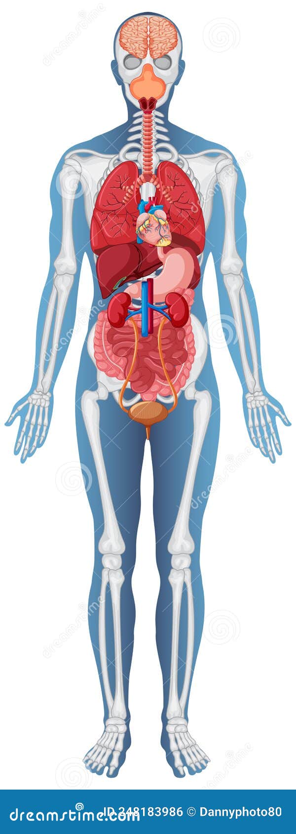 Anatomical Structure Human Body Stock Vector Biology Diagrams