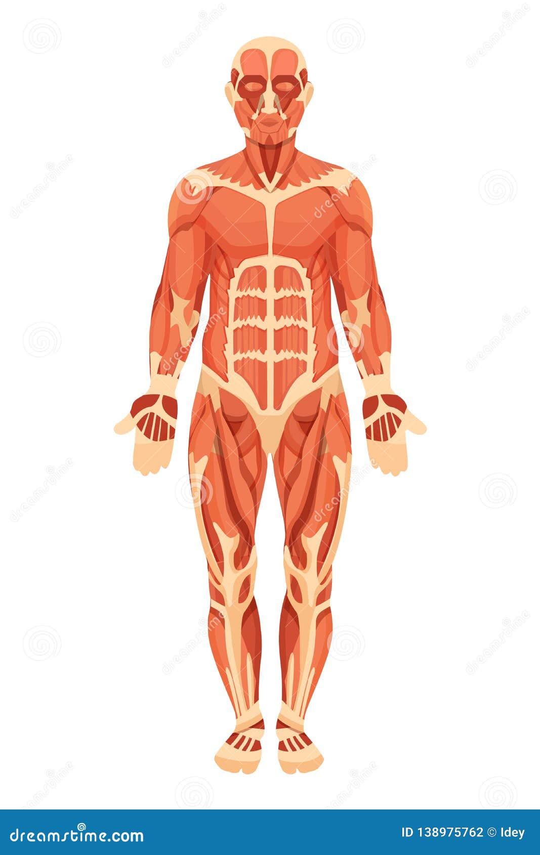 Total Muscles In The Human Body? / Learn Human Body ...