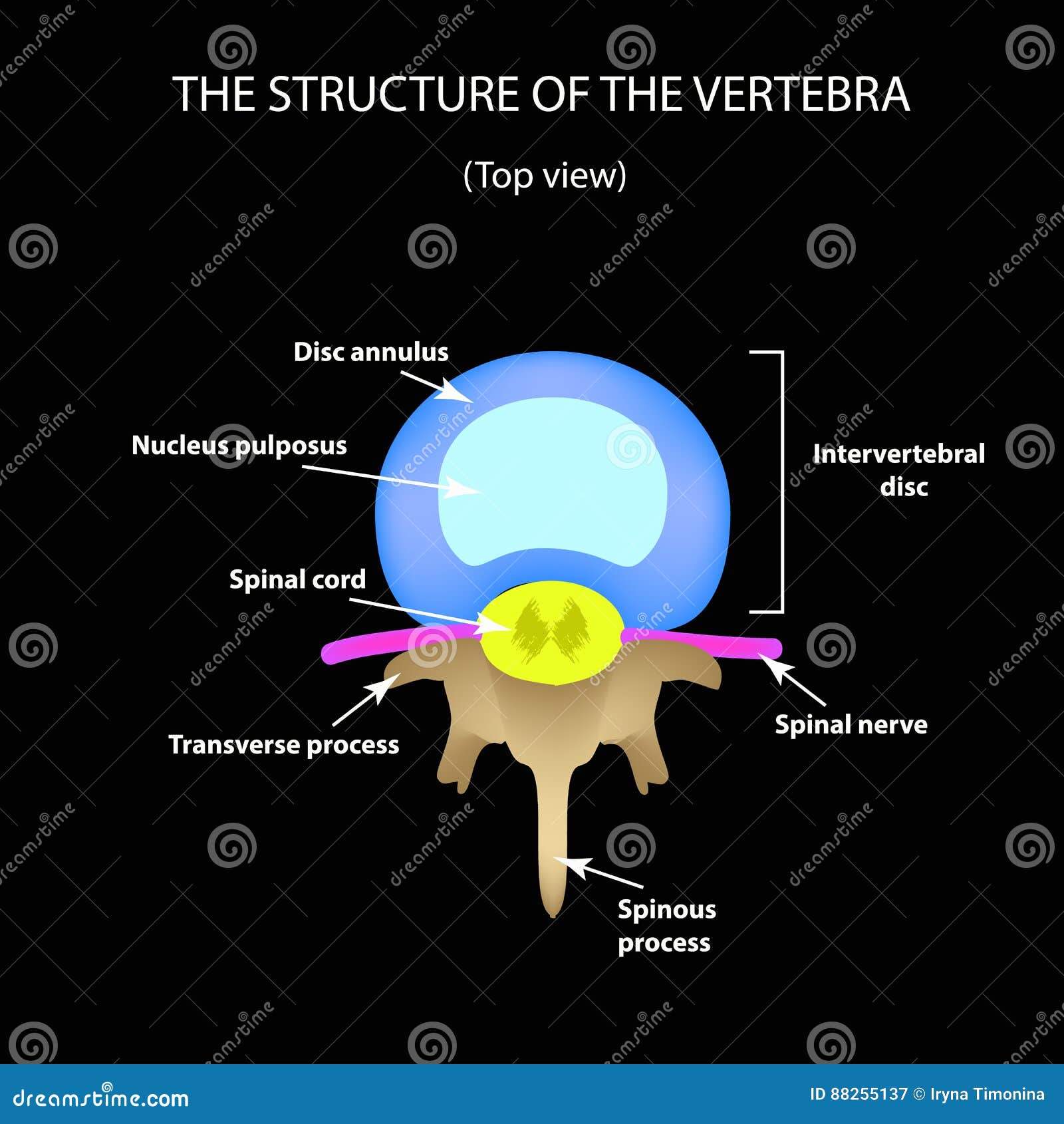 Structure Of An Intervertebral Disk Segment Royalty Biology Diagrams