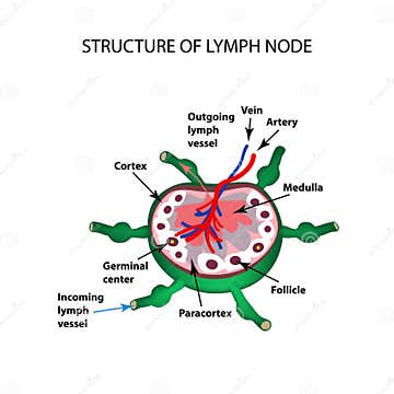 The Anatomical Structure of the Lymph Node. Infographics Stock Vector ...