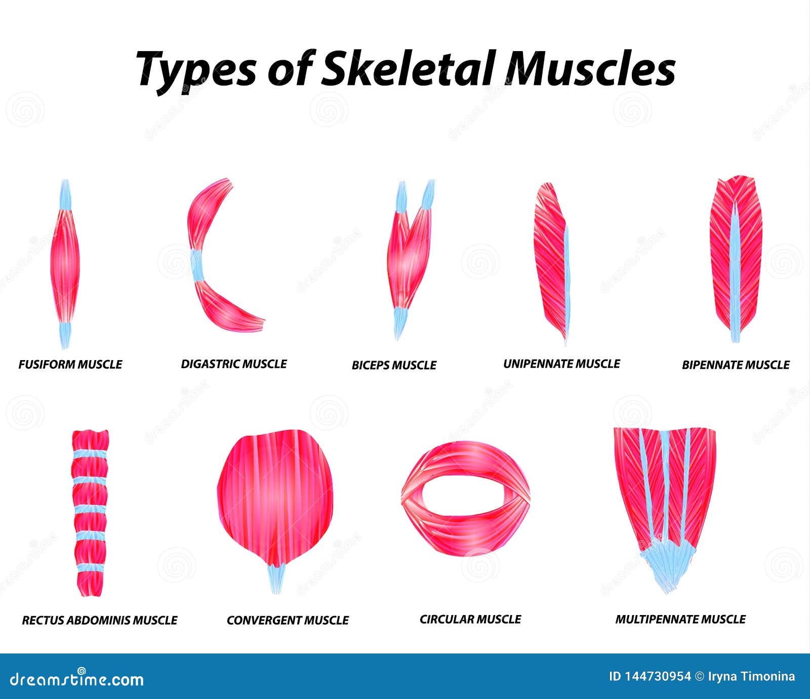 Cartoon Illustration Of Structure Skeletal Muscle Anatomy