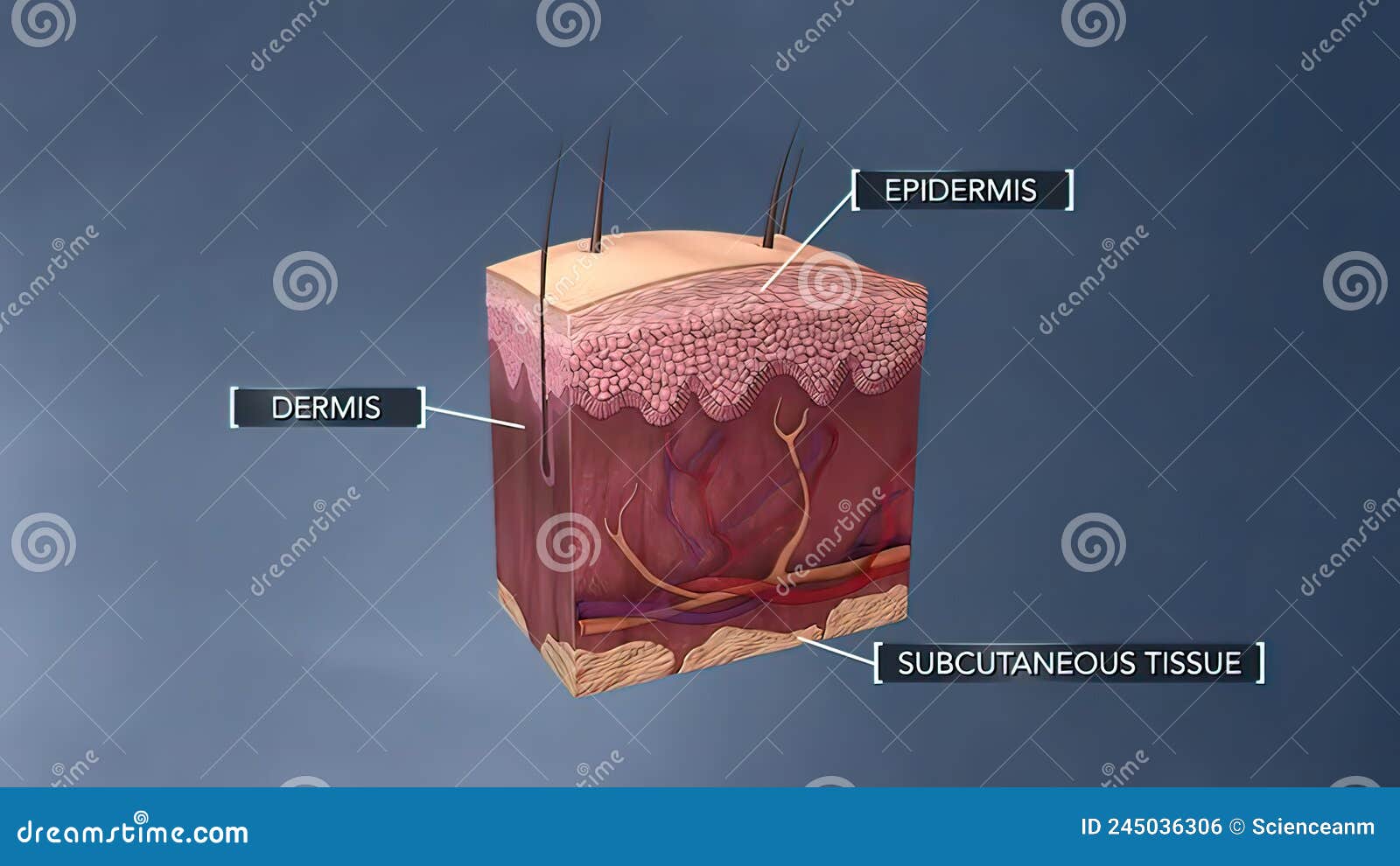 Anatomical Structure of the Skin Stock Illustration Illustration of