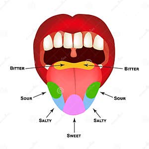 Tongue Sweet Salty Sour Bitter Umami Taste Vector Illustration 