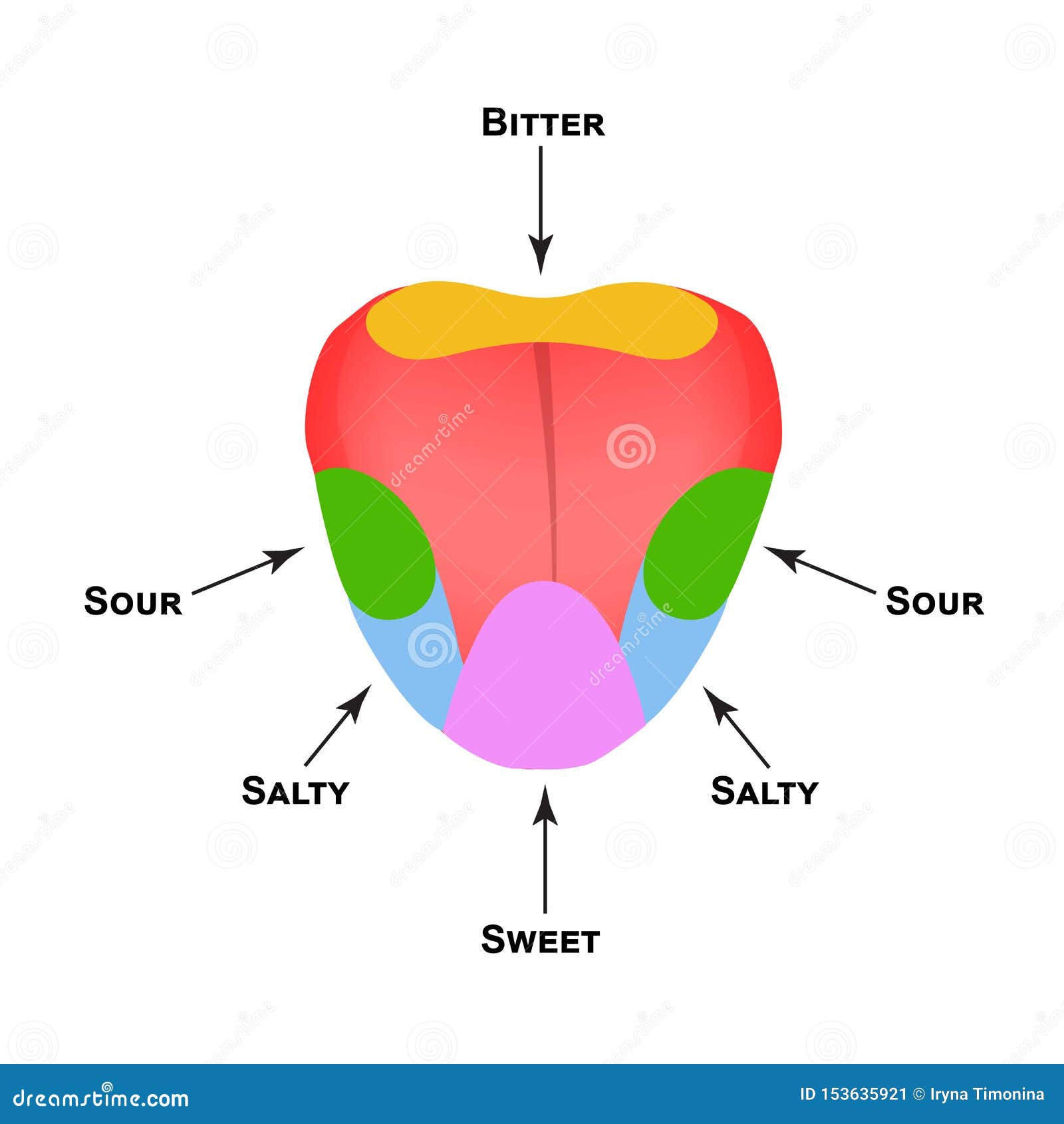 Tongue Anatomy Taste Buds