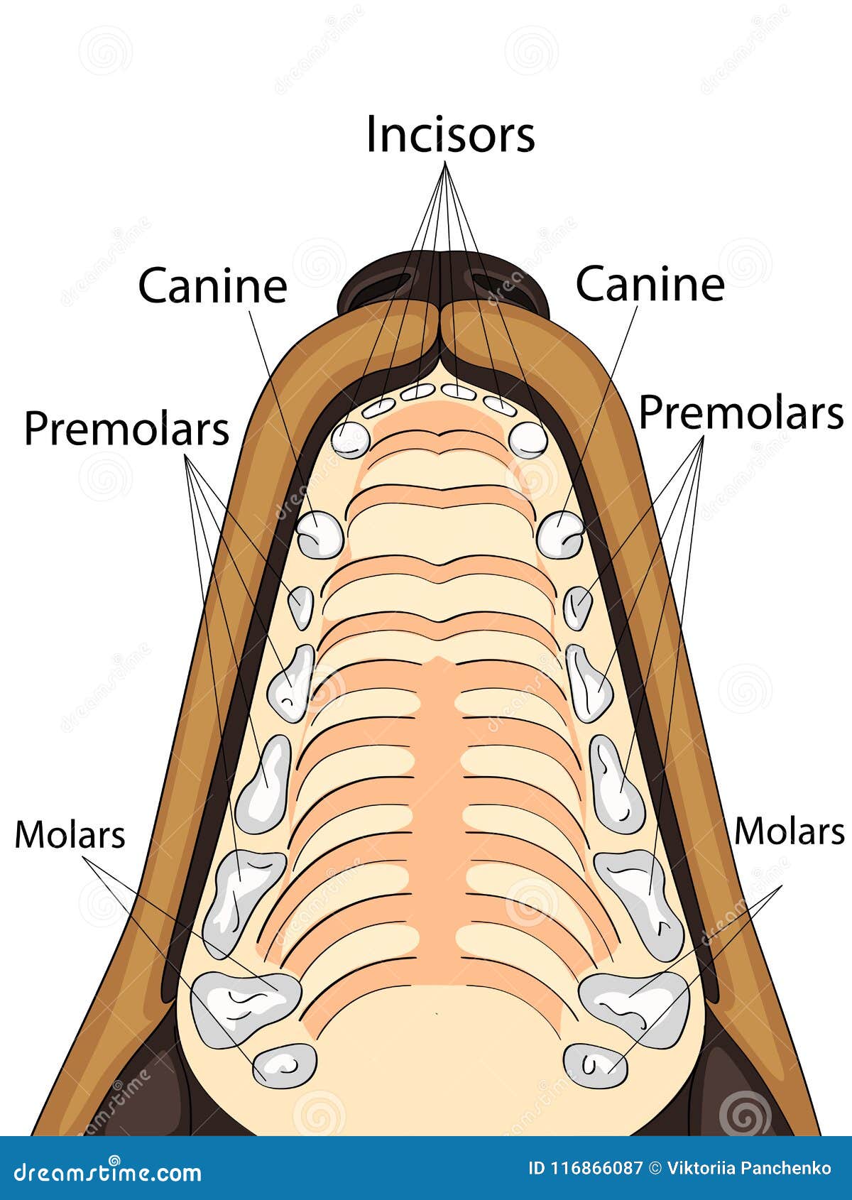 anatomical structure of the upper jaw of the dog, the location and the name of the teeth