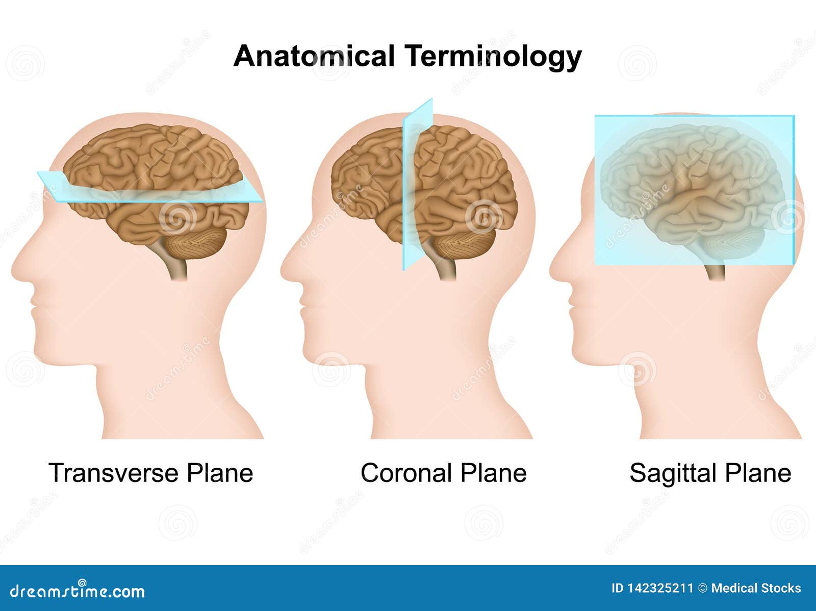 anatomical terminology, anatomical planes medical  