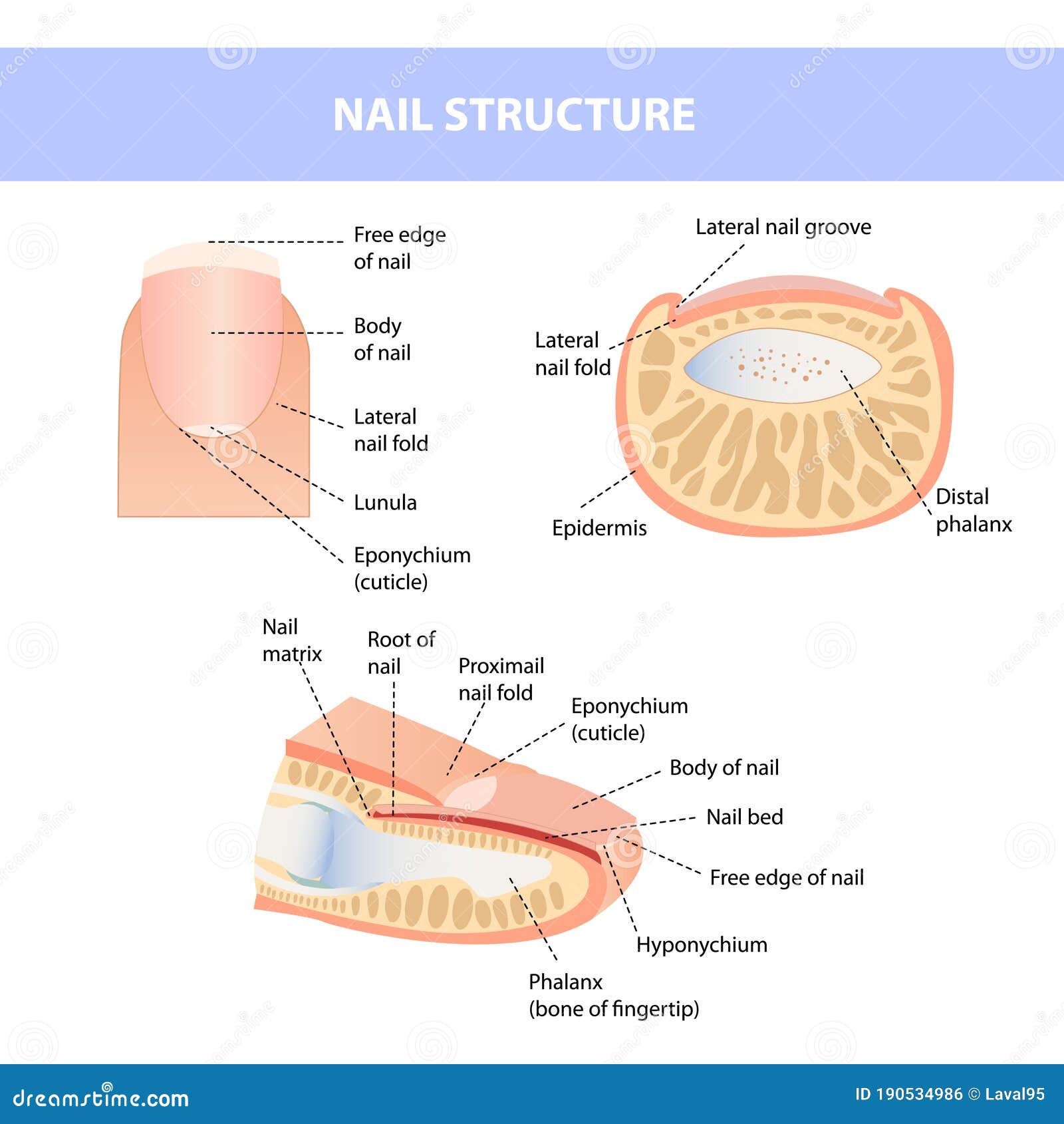 Anatomical Training Poster. Fingernail Anatomy. Cross-section of the ...