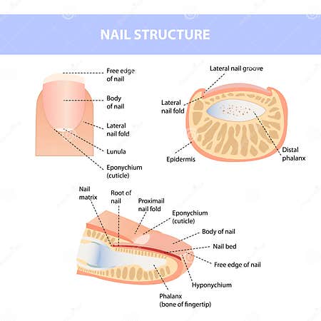 Anatomical Training Poster. Fingernail Anatomy. Cross-section of the ...