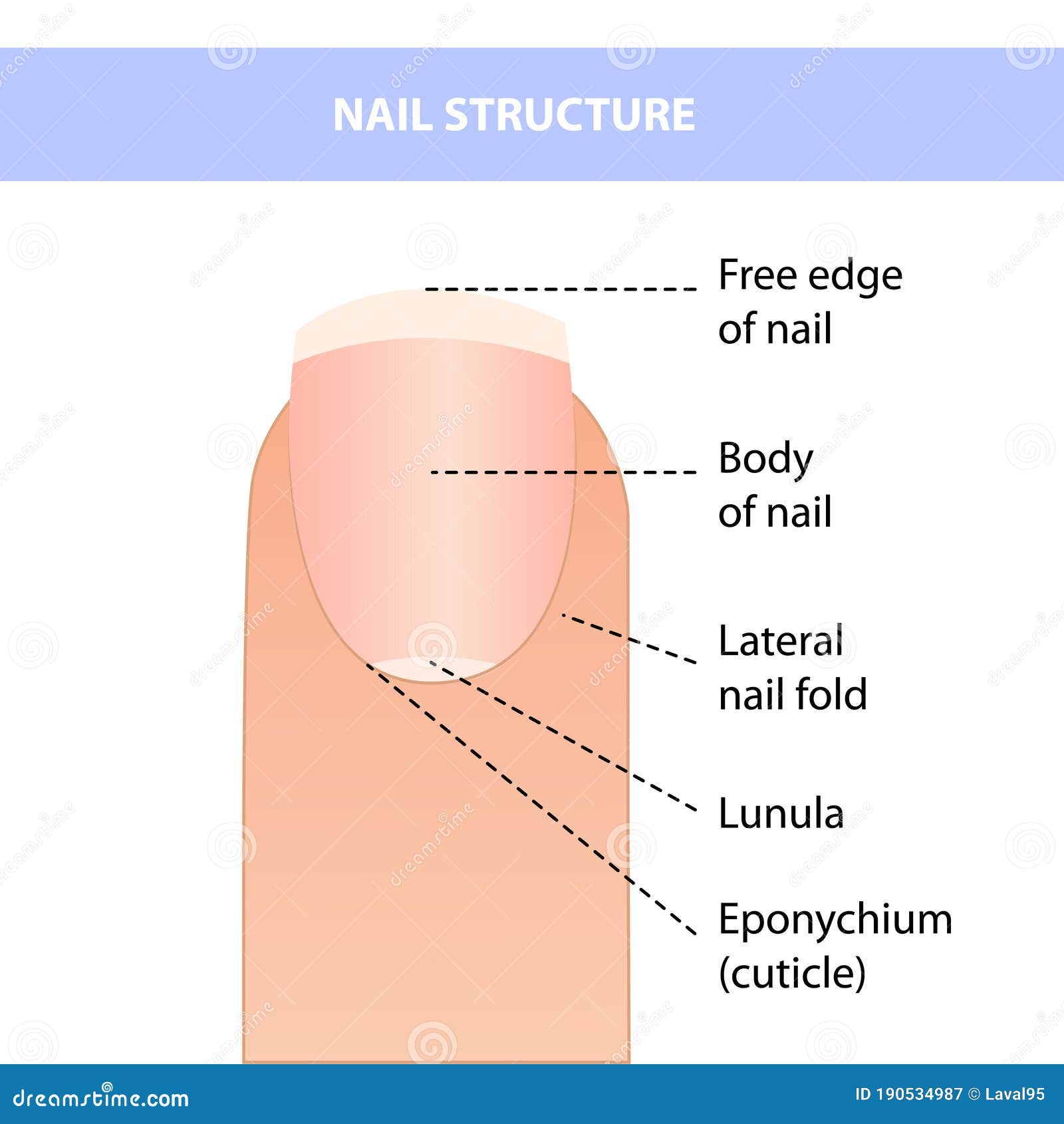 Structure of a Nail. Nail (anatomy) Stock Vector | Adobe Stock