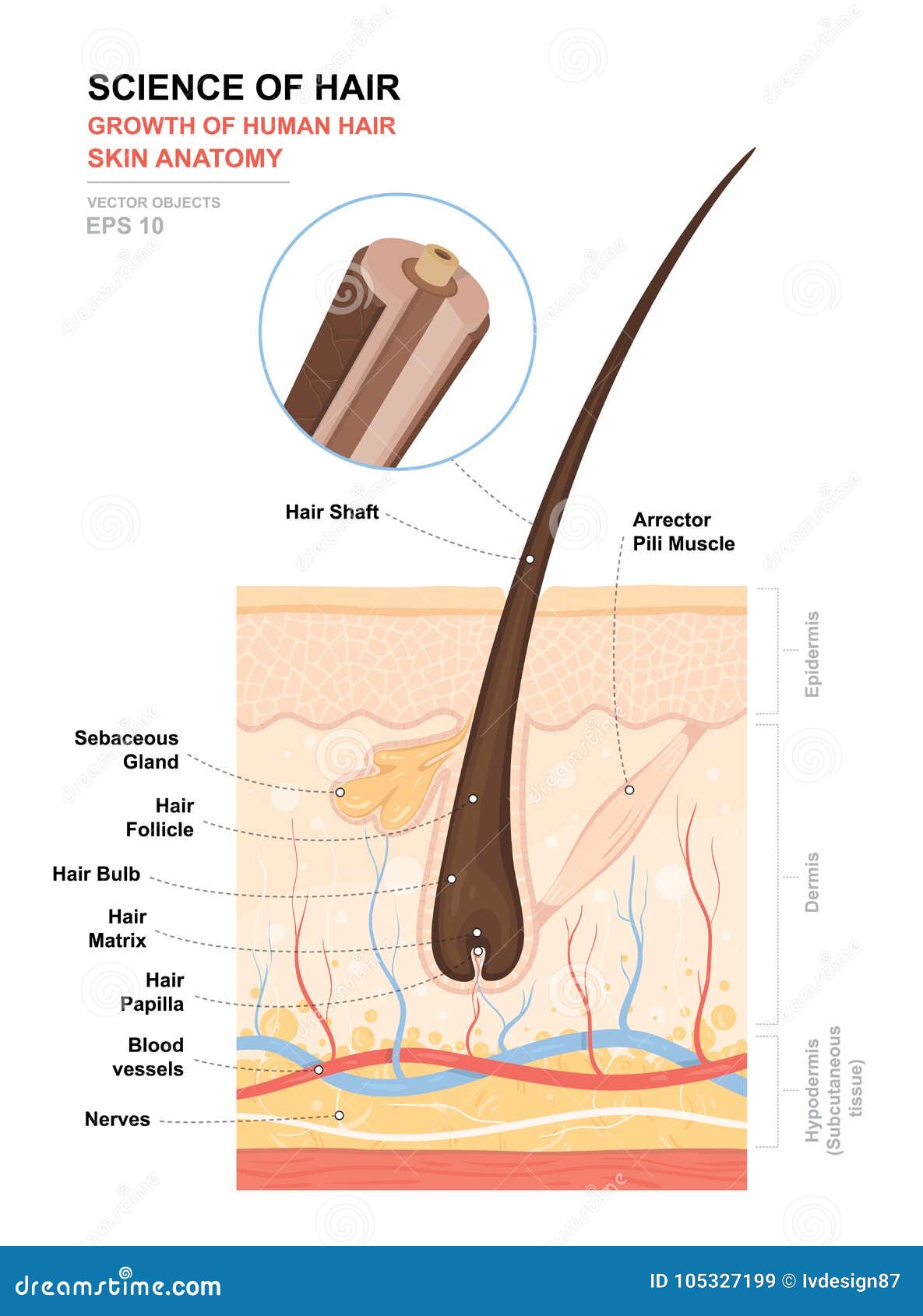 anatomical training poster. growth and structure of human hair. skin and hair anatomy. cross section of the skin layers