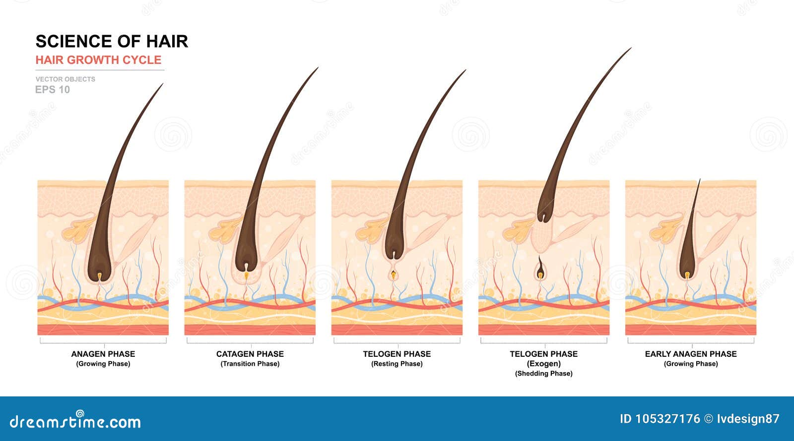 anatomical training poster. hair growth phase step by step. stages of the hair growth cycle. anagen, telogen, catagen