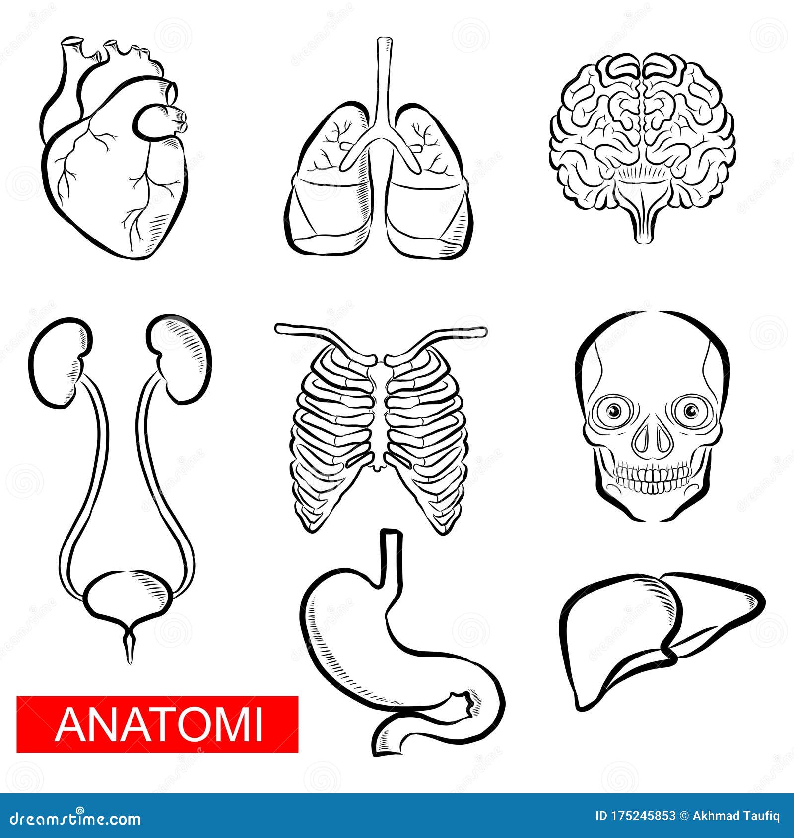 Anatomical Drawing Of Human Body : Best Practice Advice For Capturing
