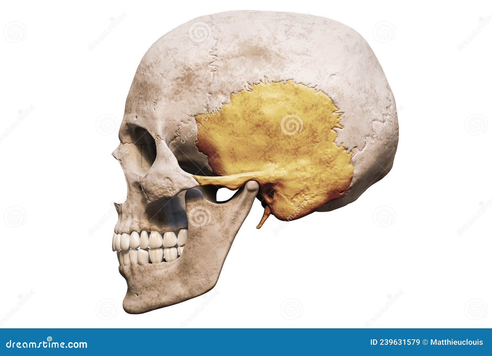 Anatomically Accurate Human Male Skull With Colorized Temporal Bone ...