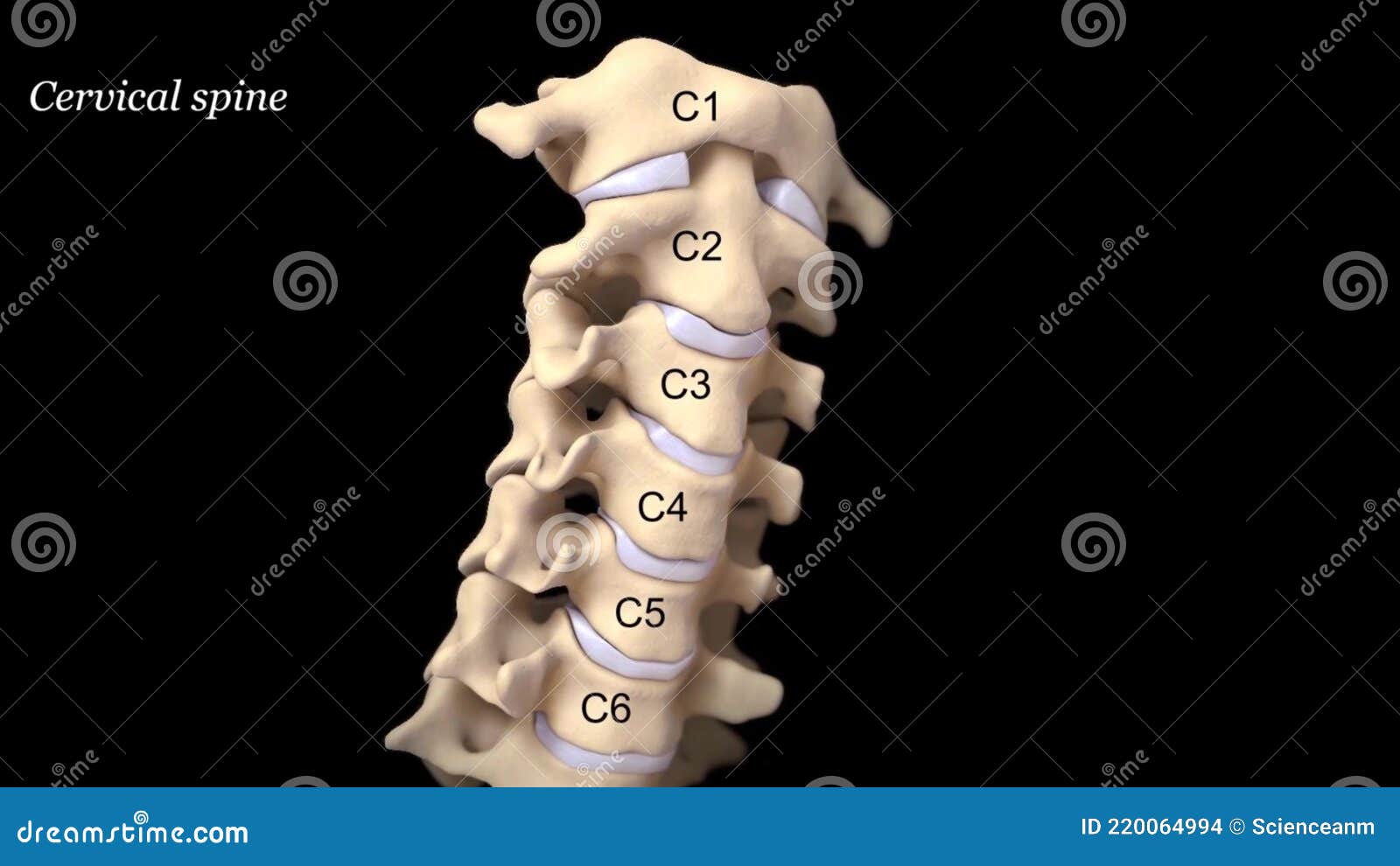 Anatomically Correct 3d View of Intervertebral Disc Cervical Spine