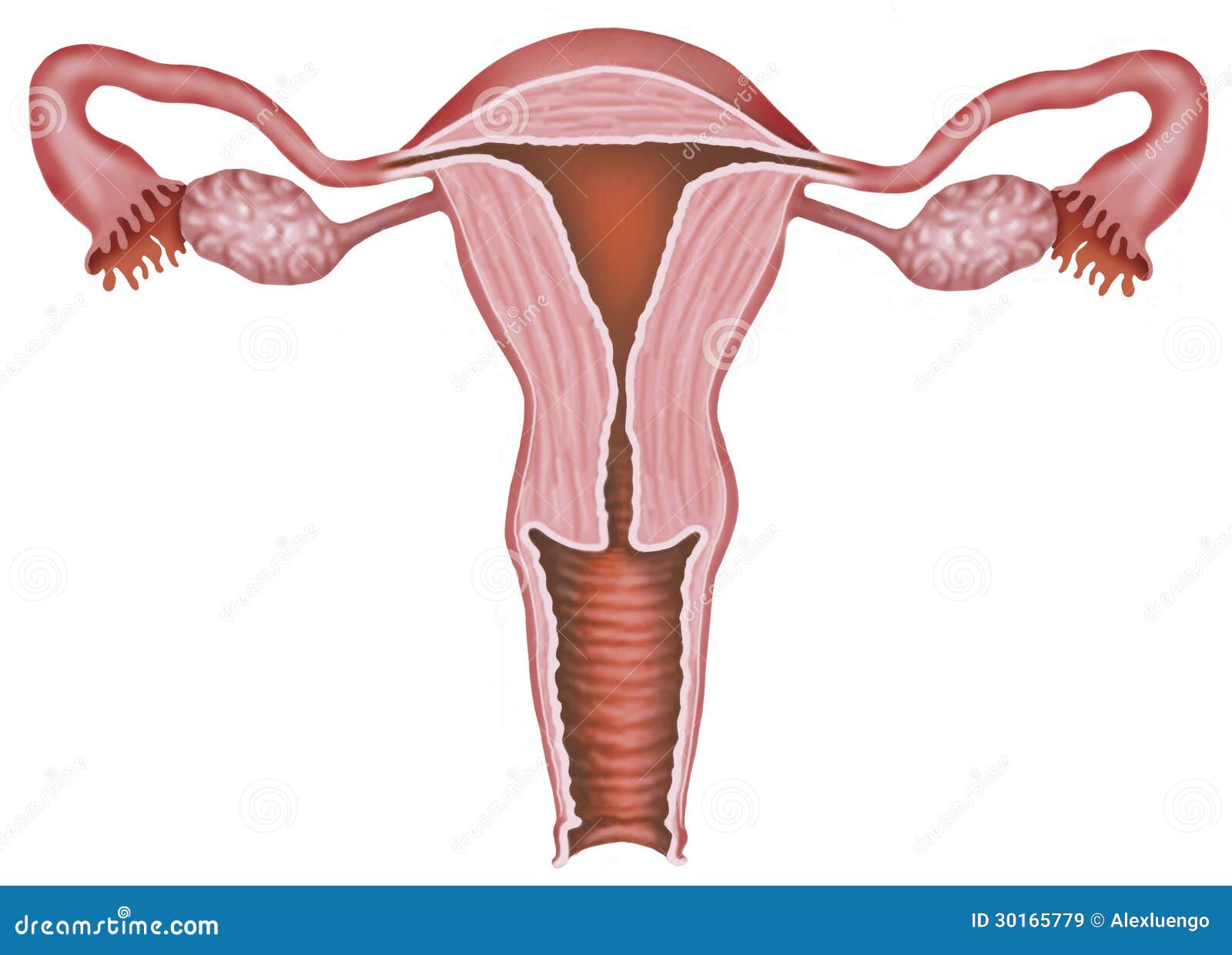 macica-ilustracji-ilustracja-z-o-onej-z-cervix-30165779