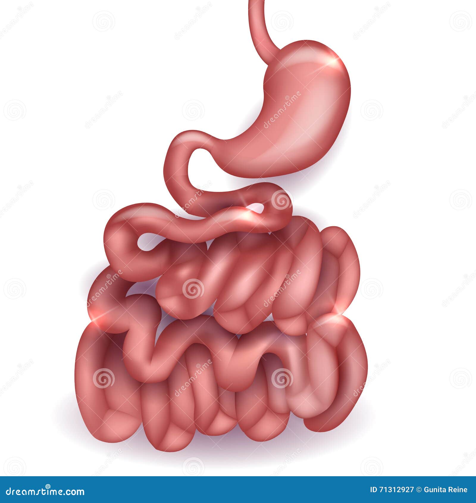 Anatomie D'intestin Grêle Et D'estomac Illustration de Vecteur Image
