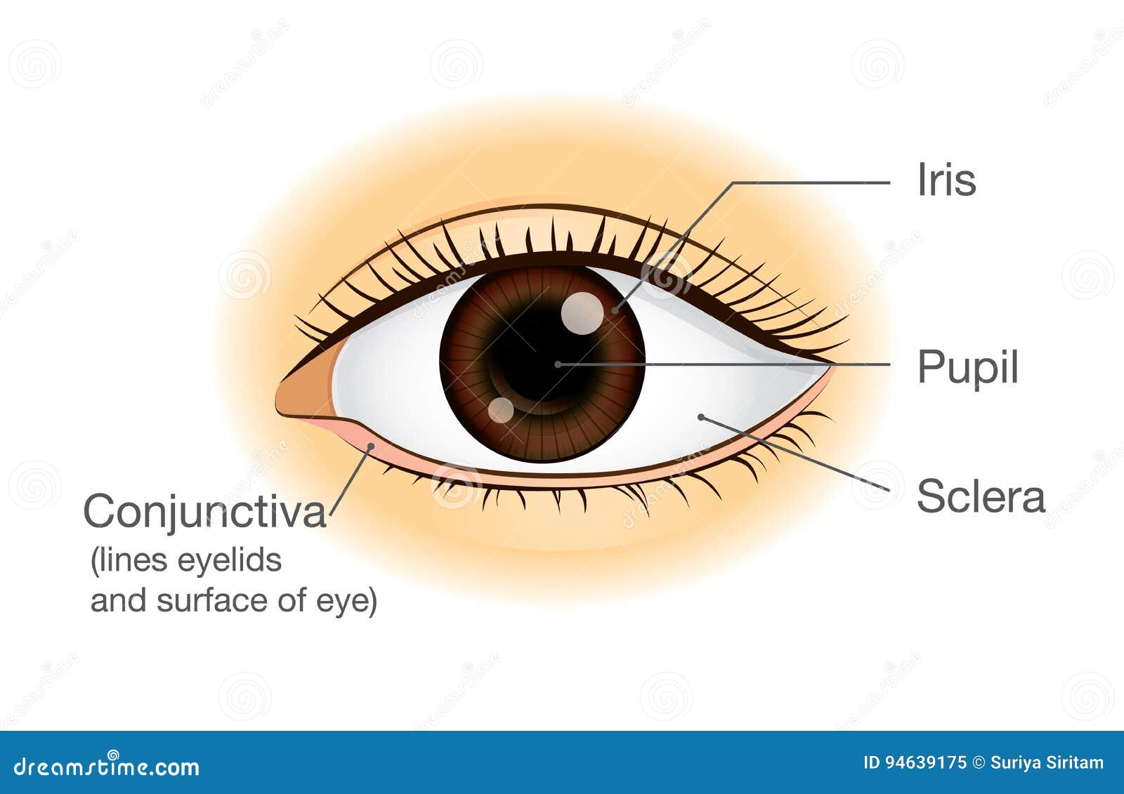 Anatomie D Oeil Humain Dans La Vue De Face Illustration De Vecteur Illustration Du Optometrie Sain Anatomie D Oeil Humain Dans La Vue De Face Illustration De Vecteur Illustration Du Optometrie Sain