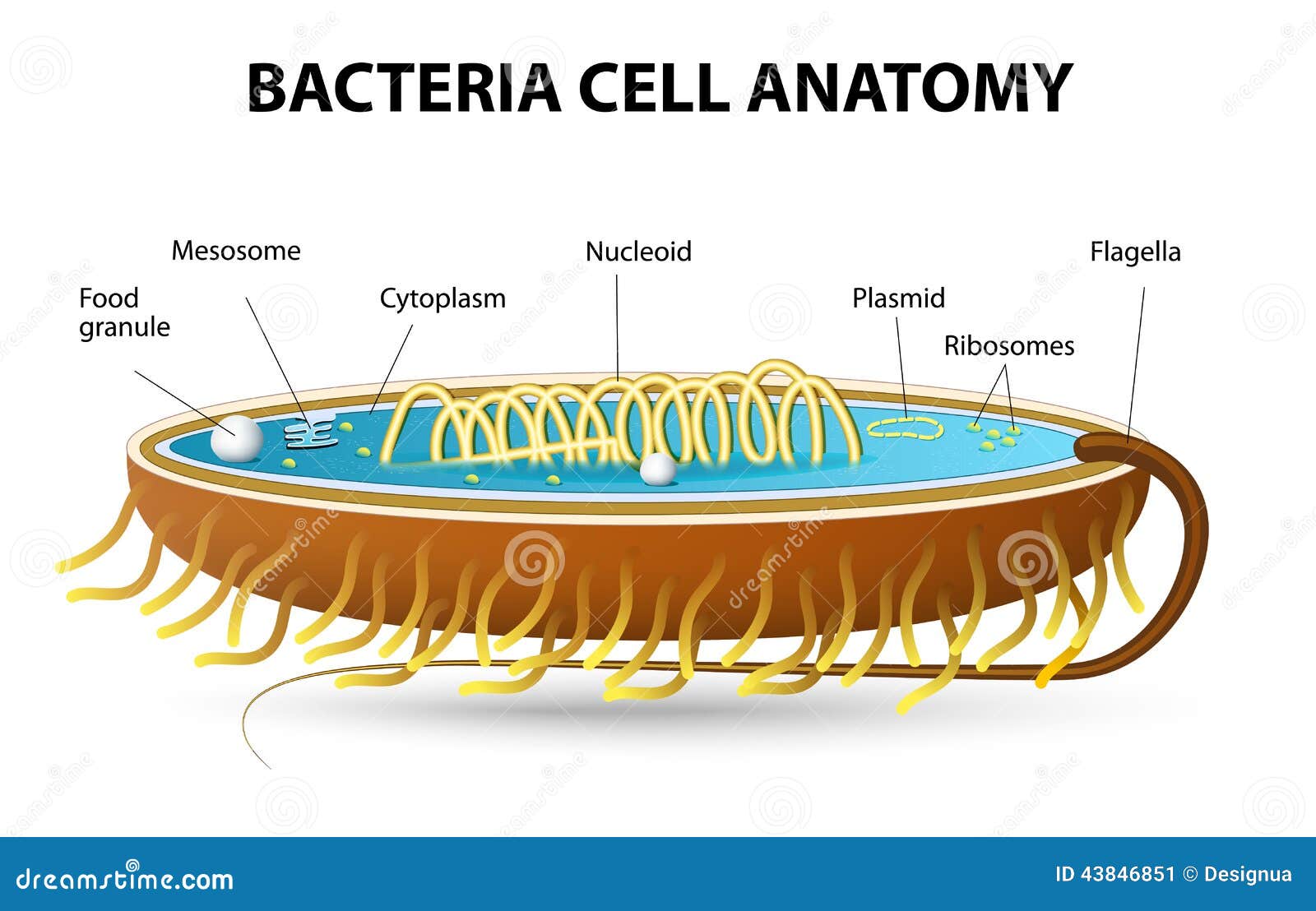 Structure Bactérienne