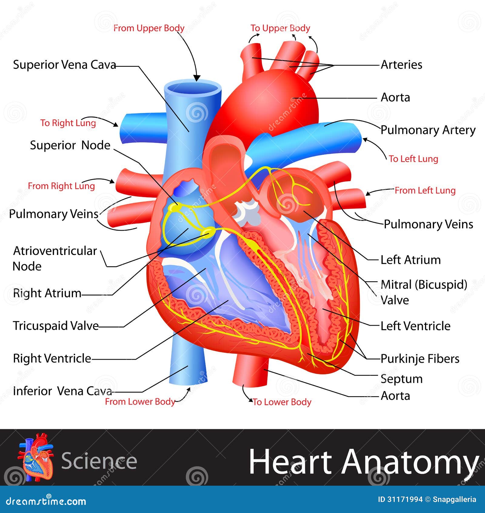 Coeur Anatomie