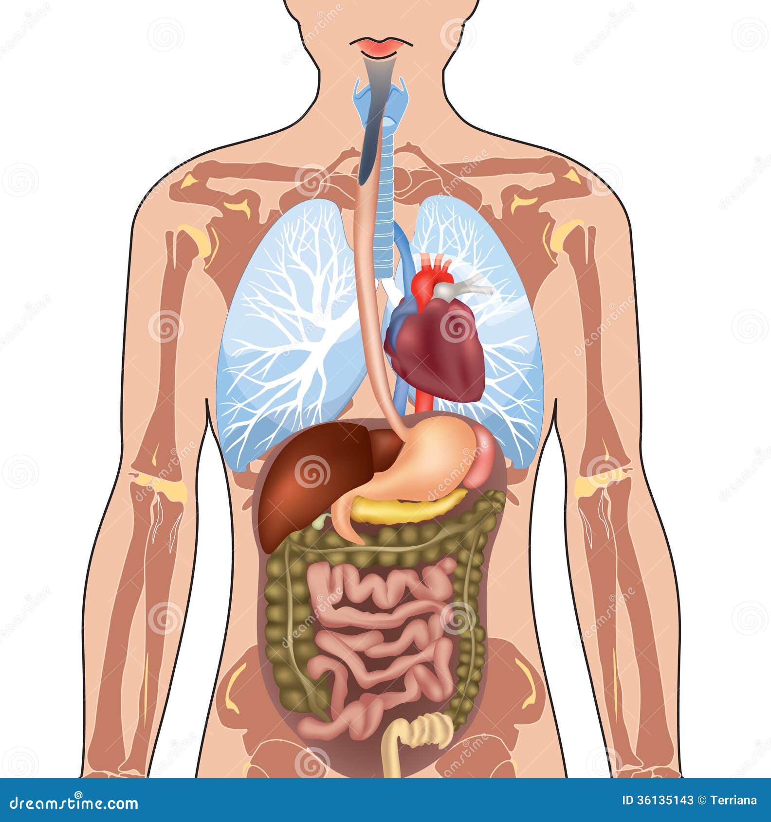Anatomie de corps humain. illustration de vecteur. Illustration du  médicaments - 36135143