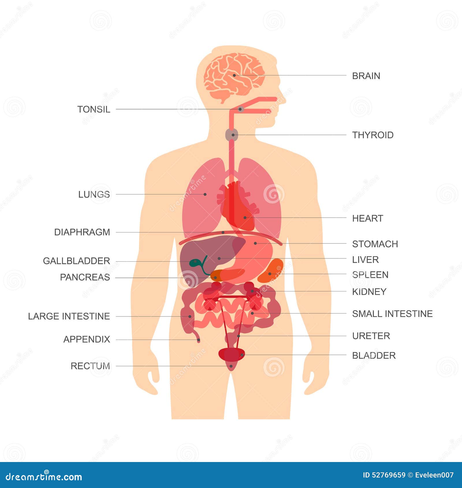 Anatomie de corps humain illustration de vecteur. Illustration du vessie -  52769659