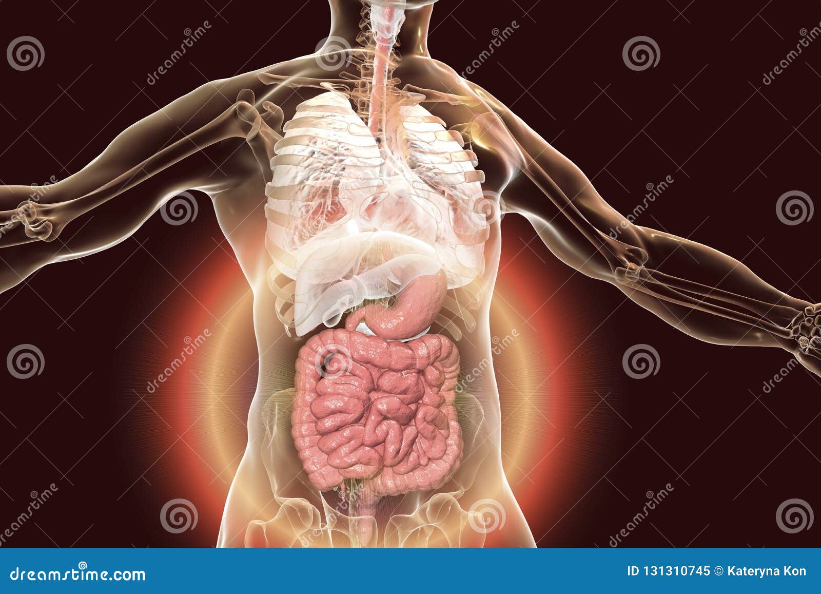 Système digestif : anatomie normale